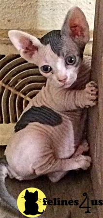 Barenakedsphynx Picture 1